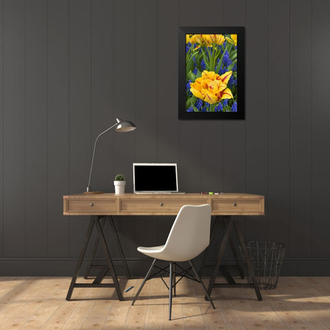 Netherlands, Lisse Tulips and grape hyacinth Black Modern Wood Framed Art Print by Bush, Marie