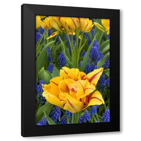 Netherlands, Lisse Tulips and grape hyacinth Black Modern Wood Framed Art Print with Double Matting by Bush, Marie