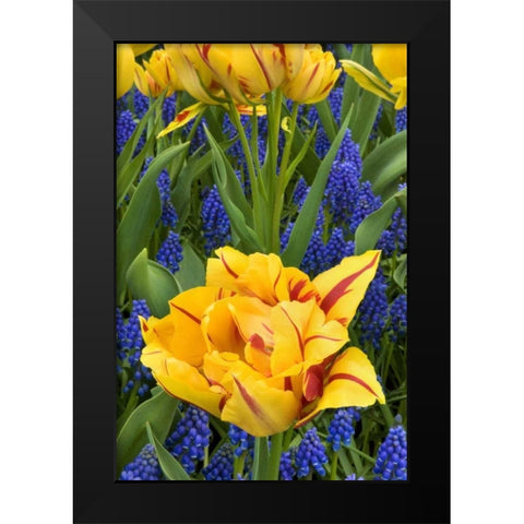 Netherlands, Lisse Tulips and grape hyacinth Black Modern Wood Framed Art Print by Bush, Marie