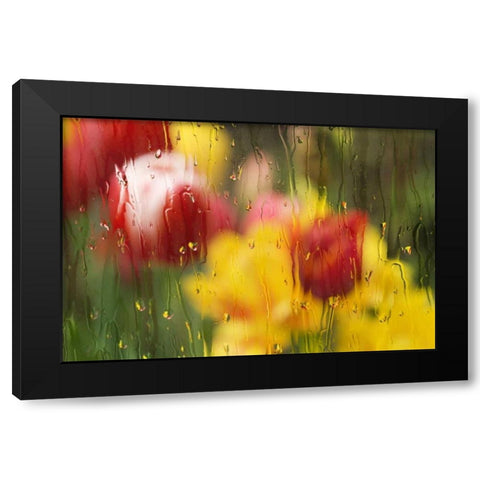 Europe, Netherlands Tulips through a wet window Black Modern Wood Framed Art Print by Bush, Marie