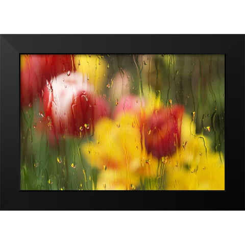 Europe, Netherlands Tulips through a wet window Black Modern Wood Framed Art Print by Bush, Marie