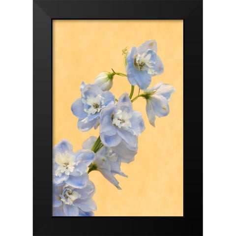 Netherlands, Venlo Delphinium parfait flowers Black Modern Wood Framed Art Print by Bush, Marie