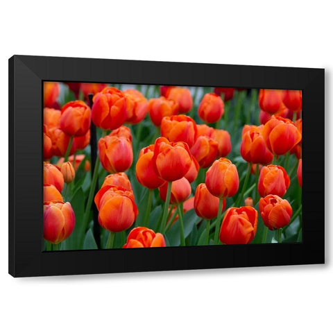 Netherlands-Holland Orange tulips at Keukenhof Gardens  Black Modern Wood Framed Art Print by Jaynes Gallery