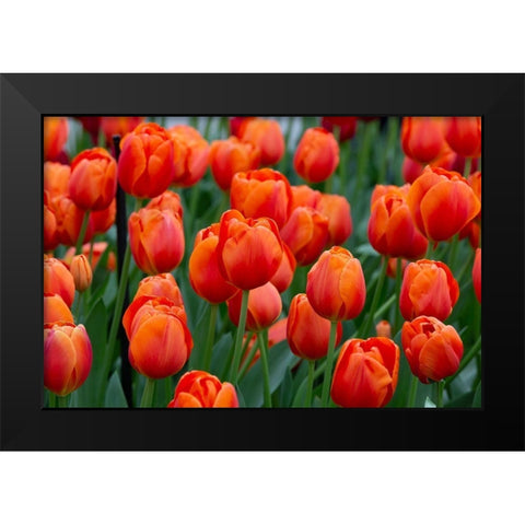 Netherlands-Holland Orange tulips at Keukenhof Gardens  Black Modern Wood Framed Art Print by Jaynes Gallery