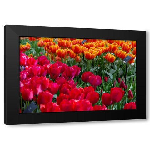 Netherlands Red tulips at Keukenhof Gardens  Black Modern Wood Framed Art Print by Jaynes Gallery