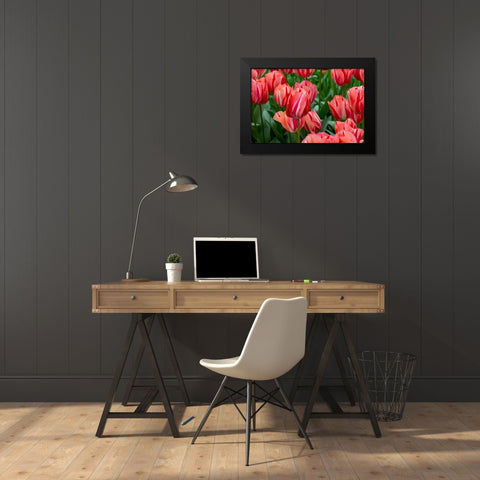 Netherlands-Holland Pink tulips at Keukenhof Gardens  Black Modern Wood Framed Art Print by Jaynes Gallery