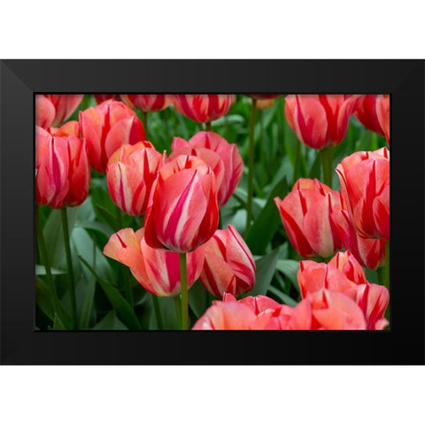 Netherlands-Holland Pink tulips at Keukenhof Gardens  Black Modern Wood Framed Art Print by Jaynes Gallery