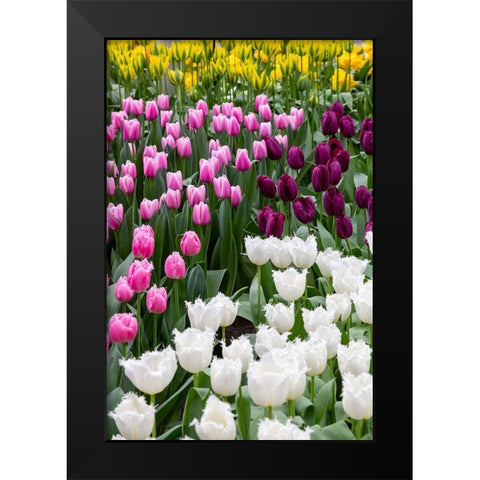 Netherlands-Holland Tulip display at Keukenhof Gardens  Black Modern Wood Framed Art Print by Jaynes Gallery