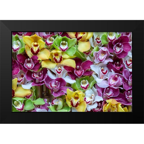 Netherlands Orchids on display at Keukenhof Gardens  Black Modern Wood Framed Art Print by Jaynes Gallery