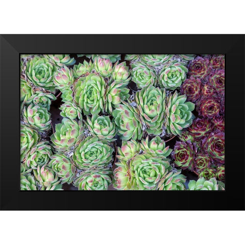 Netherlands-Amsterdam Close-up of succulents  Black Modern Wood Framed Art Print by Jaynes Gallery