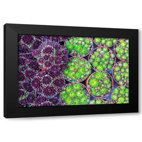 Netherlands-Amsterdam Close-up of succulents  Black Modern Wood Framed Art Print by Jaynes Gallery