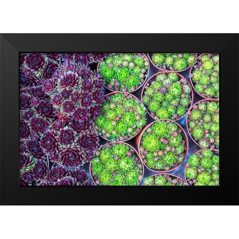 Netherlands-Amsterdam Close-up of succulents  Black Modern Wood Framed Art Print by Jaynes Gallery