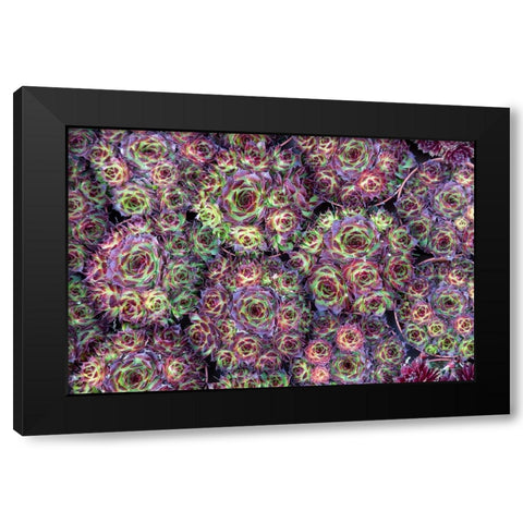 Netherlands-Amsterdam Close-up of succulents  Black Modern Wood Framed Art Print by Jaynes Gallery