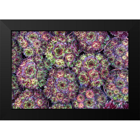 Netherlands-Amsterdam Close-up of succulents  Black Modern Wood Framed Art Print by Jaynes Gallery