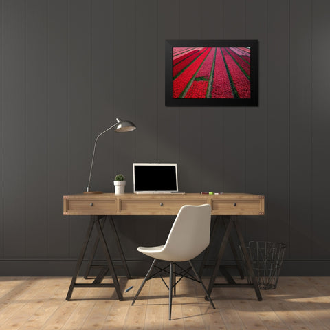 Europe-The Netherlands-Tulip field in the Beemster area Black Modern Wood Framed Art Print by Jaynes Gallery
