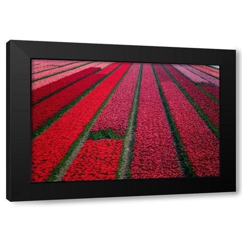 Europe-The Netherlands-Tulip field in the Beemster area Black Modern Wood Framed Art Print by Jaynes Gallery