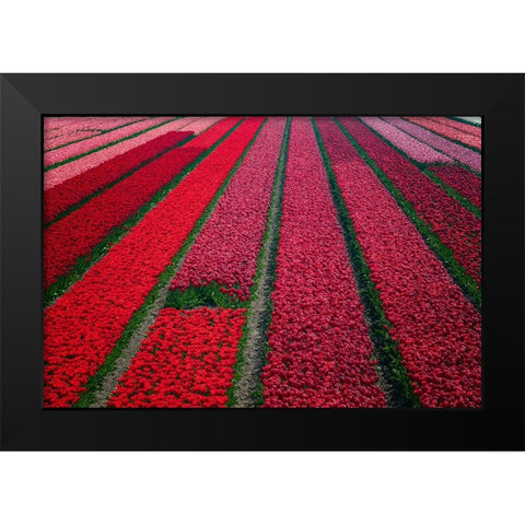 Europe-The Netherlands-Tulip field in the Beemster area Black Modern Wood Framed Art Print by Jaynes Gallery