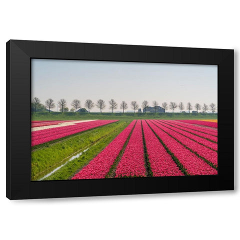 Europe-The Netherlands-Tulip field in the Beemster area Black Modern Wood Framed Art Print by Jaynes Gallery
