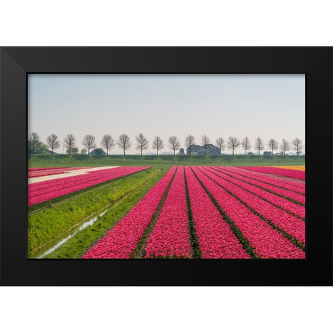 Europe-The Netherlands-Tulip field in the Beemster area Black Modern Wood Framed Art Print by Jaynes Gallery