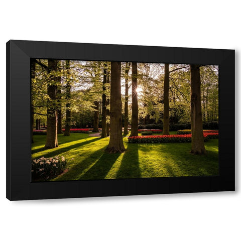 Europe-The Netherlands-Lisse-Keukenhof Gardens at sunrise Black Modern Wood Framed Art Print with Double Matting by Jaynes Gallery