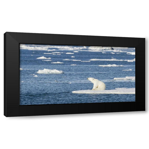 Norway, Svalbard Polar bear sitting in sun Black Modern Wood Framed Art Print with Double Matting by Young, Bill