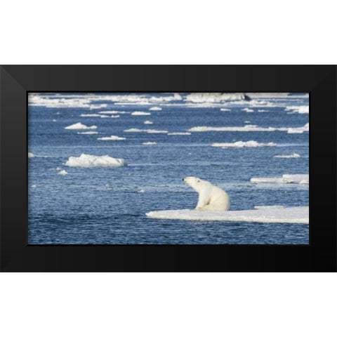Norway, Svalbard Polar bear sitting in sun Black Modern Wood Framed Art Print by Young, Bill