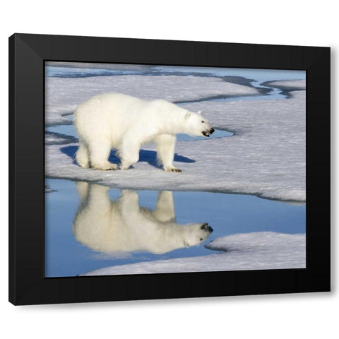 Norway, Svalbard Polar bear reflected in pool Black Modern Wood Framed Art Print by Young, Bill