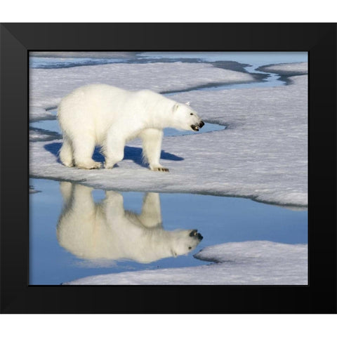 Norway, Svalbard Polar bear reflected in pool Black Modern Wood Framed Art Print by Young, Bill