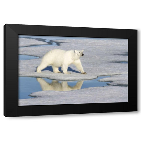 Norway, Svalbard Polar bear reflected in pool Black Modern Wood Framed Art Print with Double Matting by Young, Bill