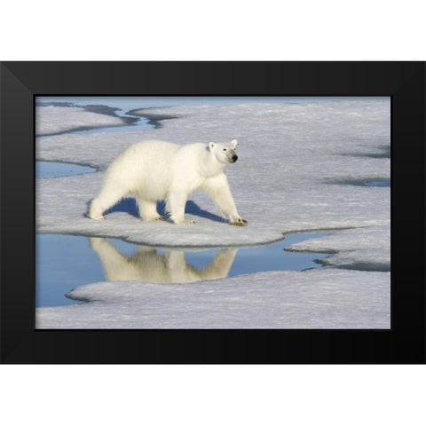 Norway, Svalbard Polar bear reflected in pool Black Modern Wood Framed Art Print by Young, Bill