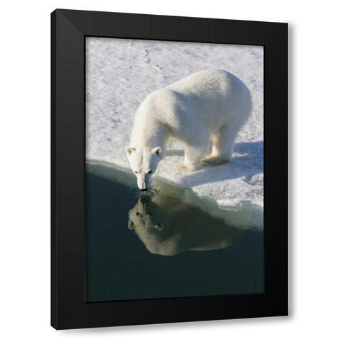 Norway, Svalbard Polar bear reflected in water Black Modern Wood Framed Art Print by Young, Bill