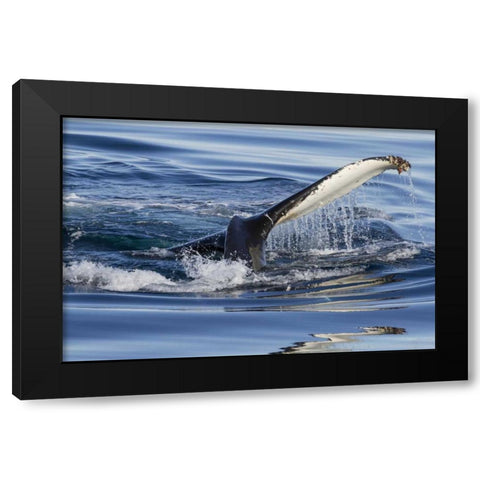 Norway, Svalbard Humpback whale tailfin breeches Black Modern Wood Framed Art Print with Double Matting by Young, Bill