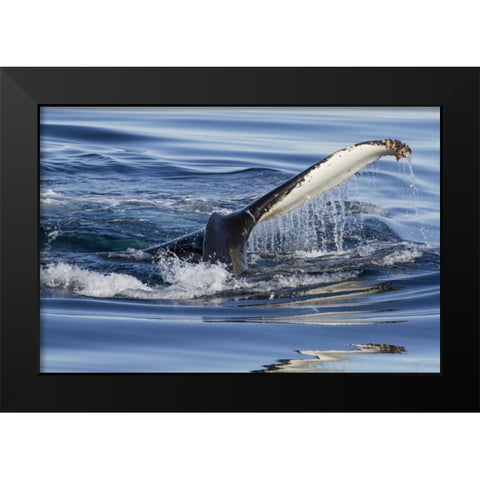Norway, Svalbard Humpback whale tailfin breeches Black Modern Wood Framed Art Print by Young, Bill