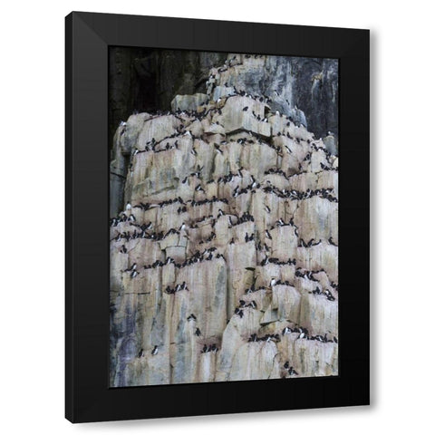 Norway, Svalbard Alkefjellet cliff bird colony Black Modern Wood Framed Art Print with Double Matting by Young, Bill
