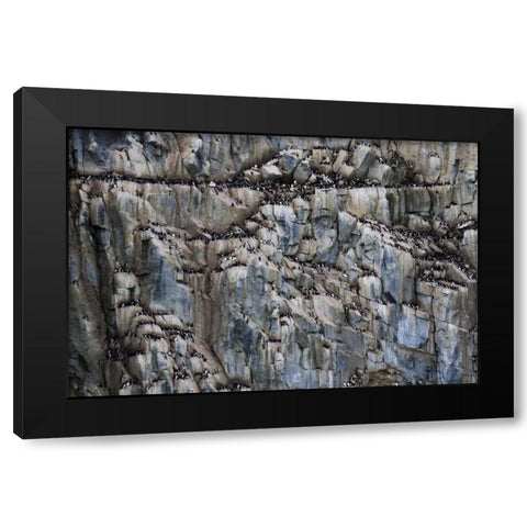 Norway, Svalbard Alkefjellet cliff bird colony Black Modern Wood Framed Art Print with Double Matting by Young, Bill