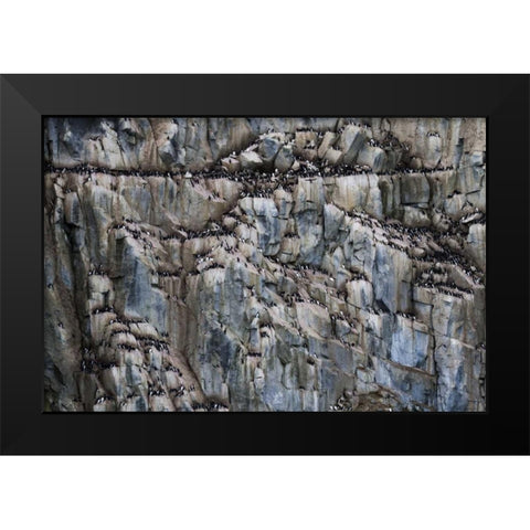 Norway, Svalbard Alkefjellet cliff bird colony Black Modern Wood Framed Art Print by Young, Bill