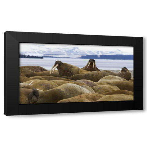 Norway, Svalbard, Torellneset Walruses resting Black Modern Wood Framed Art Print by Young, Bill