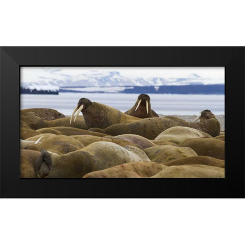 Norway, Svalbard, Torellneset Walruses resting Black Modern Wood Framed Art Print by Young, Bill
