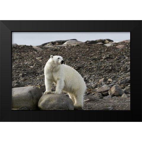 Norway, Svalbard Polar bear on rocky ground Black Modern Wood Framed Art Print by Young, Bill