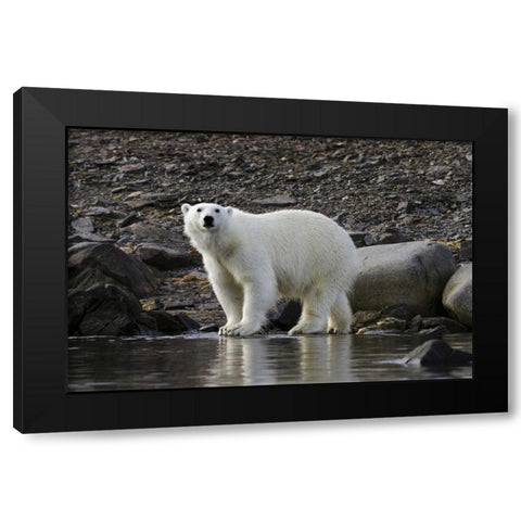 Norway, Svalbard Polar bear next to water Black Modern Wood Framed Art Print with Double Matting by Young, Bill