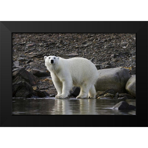 Norway, Svalbard Polar bear next to water Black Modern Wood Framed Art Print by Young, Bill