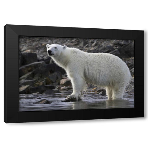 Norway, Svalbard Polar bear standing in water Black Modern Wood Framed Art Print with Double Matting by Young, Bill