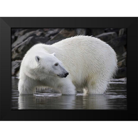 Norway, Svalbard Polar bear standing in water Black Modern Wood Framed Art Print by Young, Bill