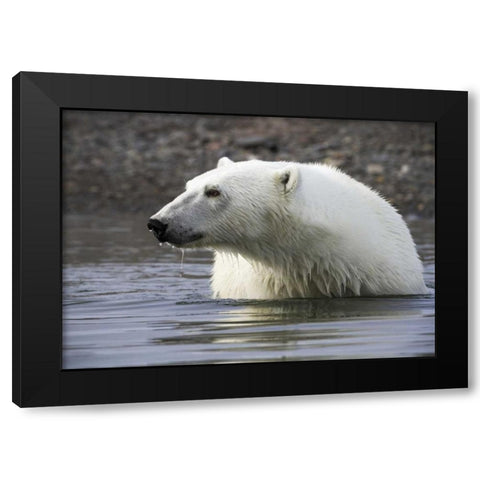 Norway, Svalbard Polar bear standing in water Black Modern Wood Framed Art Print with Double Matting by Young, Bill