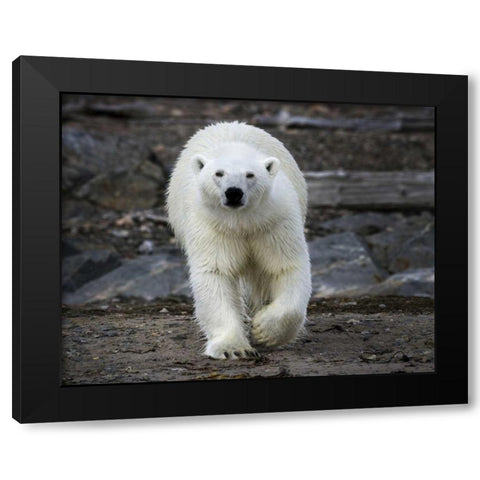 Norway, Svalbard Polar bear on rocky ground Black Modern Wood Framed Art Print by Young, Bill