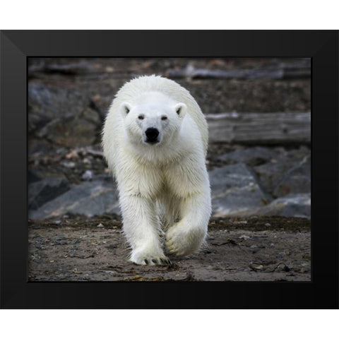 Norway, Svalbard Polar bear on rocky ground Black Modern Wood Framed Art Print by Young, Bill