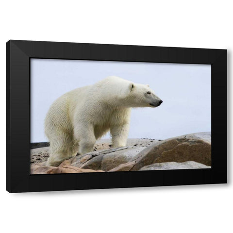 Norway, Svalbard Polar bear on rocky ground Black Modern Wood Framed Art Print with Double Matting by Young, Bill