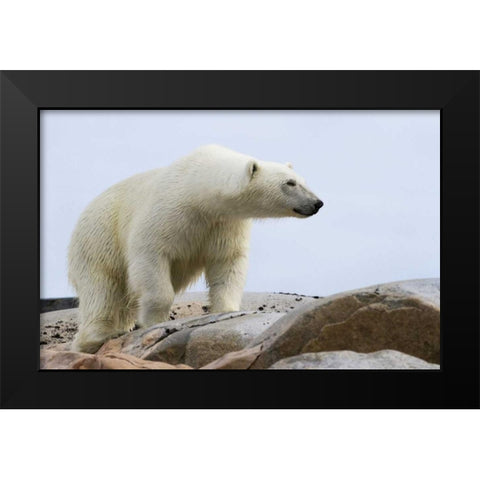 Norway, Svalbard Polar bear on rocky ground Black Modern Wood Framed Art Print by Young, Bill