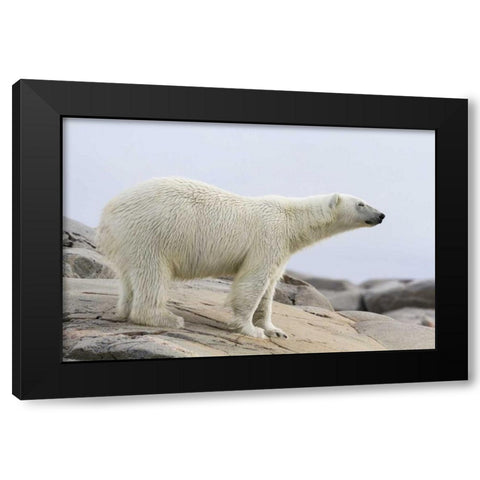 Norway, Svalbard Polar bear standing Black Modern Wood Framed Art Print with Double Matting by Young, Bill