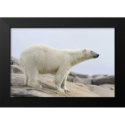 Norway, Svalbard Polar bear standing Black Modern Wood Framed Art Print by Young, Bill